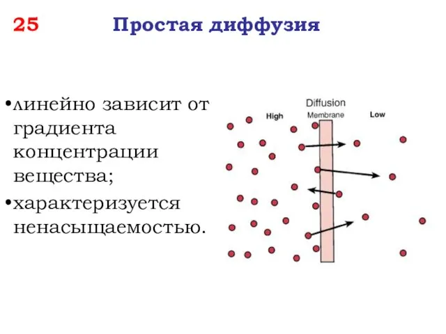 25 Простая диффузия линейно зависит от градиента концентрации вещества; характеризуется ненасыщаемостью.