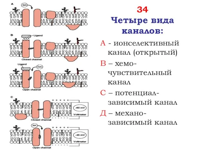 34 Четыре вида каналов: А - ионселективный канал (открытый) В –