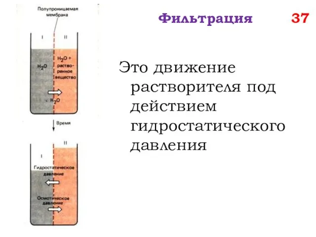 Фильтрация 37 Это движение растворителя под действием гидростатического давления