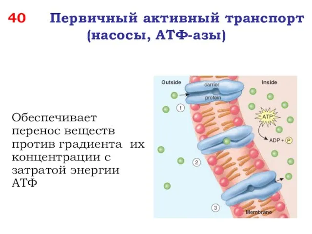 40 Первичный активный транспорт (насосы, АТФ-азы) Обеспечивает перенос веществ против градиента