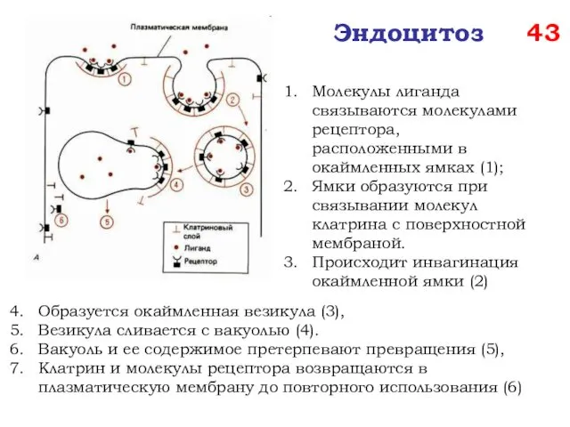 Эндоцитоз 43 Образуется окаймленная везикула (3), Везикула сливается с вакуолью (4).