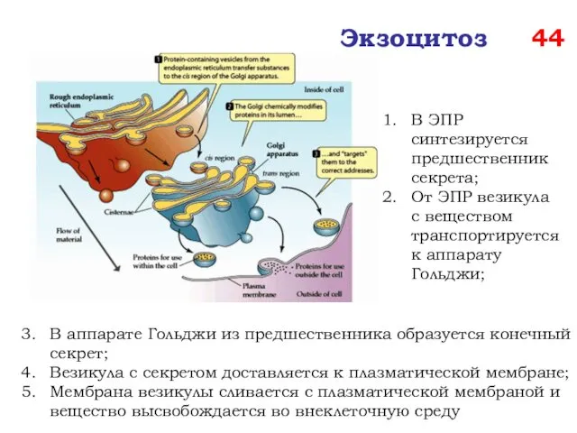 Экзоцитоз 44 В аппарате Гольджи из предшественника образуется конечный секрет; Везикула