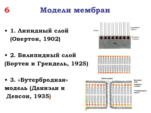 6 Модели мембран 1. Липидный слой (Овертон, 1902) 2. Билипидный слой