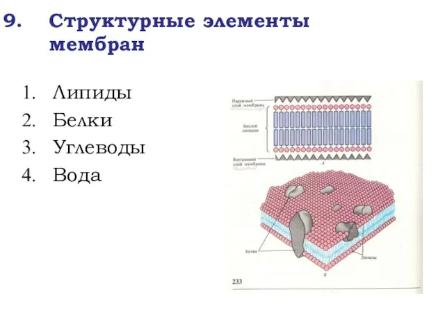 Структурные элементы мембран Липиды Белки Углеводы Вода