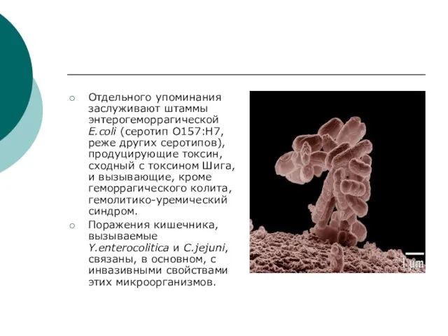 Отдельного упоминания заслуживают штаммы энтерогеморрагической E.coli (серотип О157:Н7, реже других серотипов),