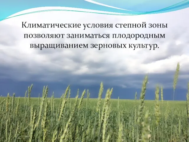 Климатические условия степной зоны позволяют заниматься плодородным выращиванием зерновых культур.