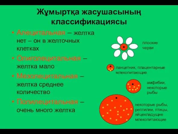 Жұмыртқа жасушасының классификациясы Алецитальная – желтка нет – он в желточных