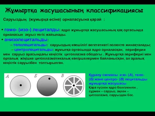 Саруыздың (жұмырқа өсіне) орналасуына қарай : гомо- (изо-) лециталды: ядро жұмыртқа