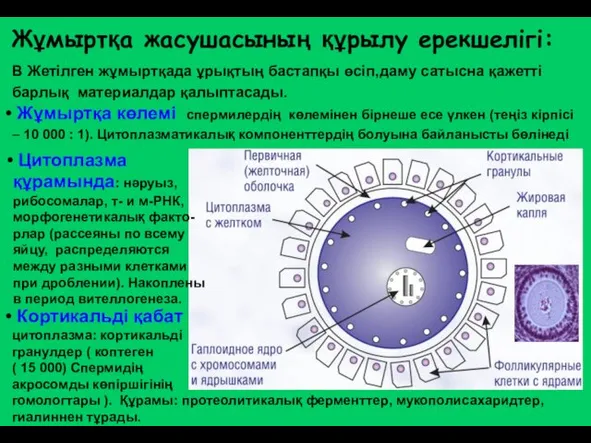 В Жетілген жұмыртқада ұрықтың бастапқы өсіп,даму сатысна қажетті барлық материалдар қалыптасады.