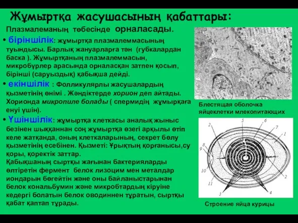 Жұмыртқа жасушасының қабаттары: Плазмалеманың төбесінде орналасады. біріншілік: жұмыртқа плазмалеммасының туындысы. Барлық