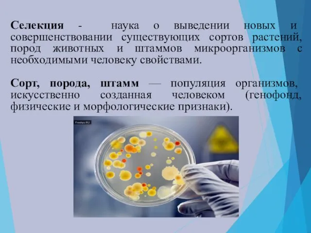 Селекция - наука о выведении новых и совершенствовании существующих сортов растений,