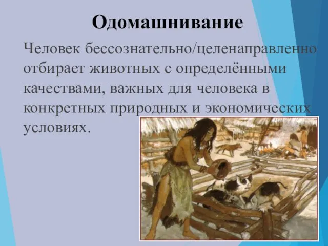 Одомашнивание Человек бессознательно/целенаправленно отбирает животных с определёнными качествами, важных для человека