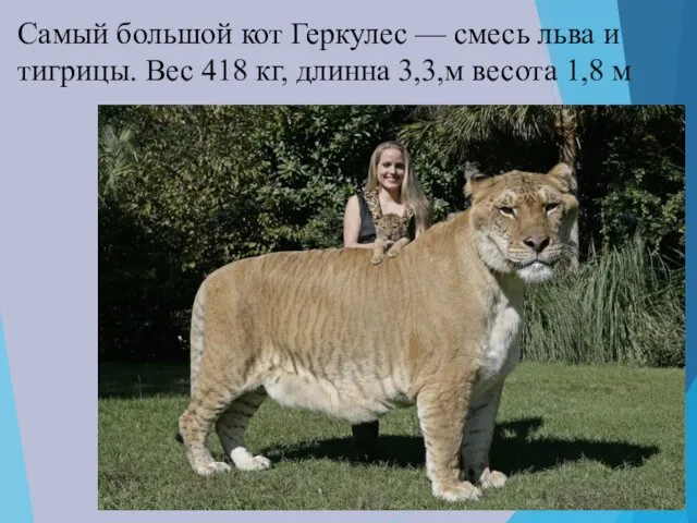 Самый большой кот Геркулес — смесь льва и тигрицы. Вес 418