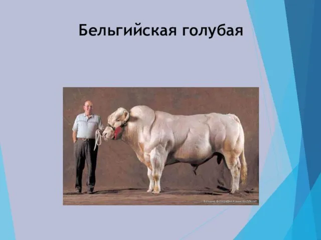 Бельгийская голубая