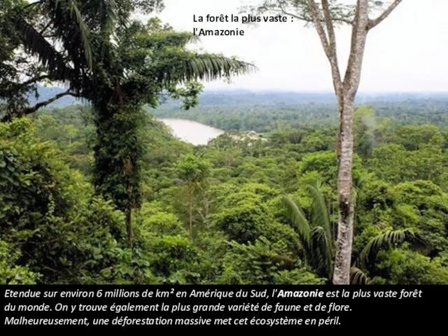 La forêt la plus vaste : l'Amazonie Etendue sur environ 6