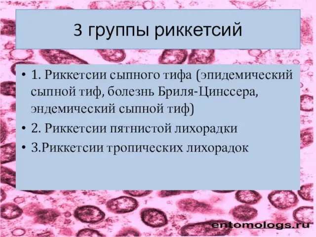 3 группы риккетсий 1. Риккетсии сыпного тифа (эпидемический сыпной тиф, болезнь