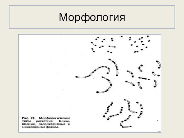 Морфология