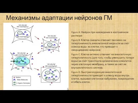 Механизмы адаптации нейронов ГМ Figure A: Нейрон при нахождении в изотоничном