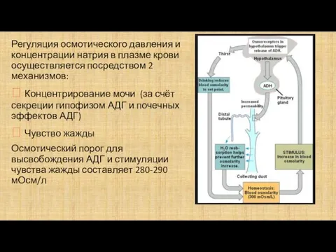 Регуляция осмотического давления и концентрации натрия в плазме крови осуществляется посредством