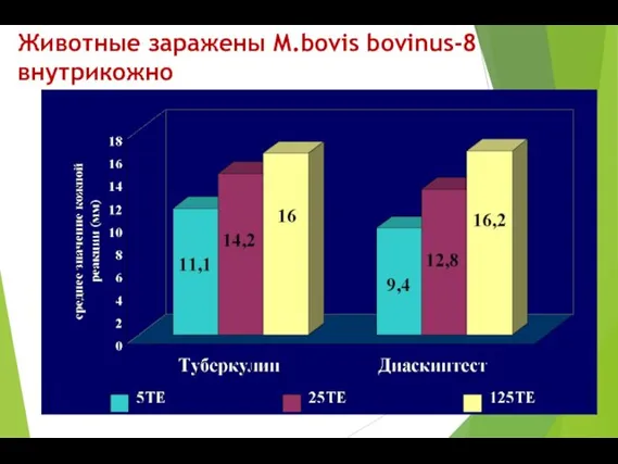 Животные заражены M.bovis bovinus-8 внутрикожно