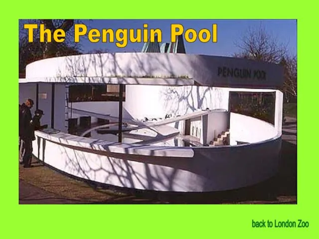 The Penguin Pool back to London Zoo