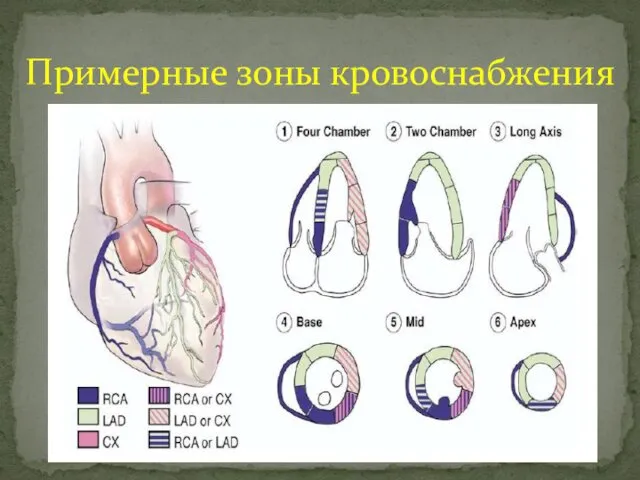 Примерные зоны кровоснабжения