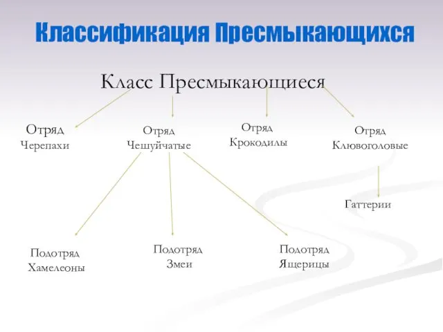 Классификация Пресмыкающихся Класс Пресмыкающиеся Отряд Черепахи Отряд Чешуйчатые Отряд Крокодилы Отряд