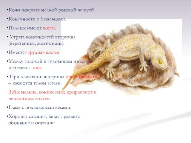 Кожа покрыта мелкой роговой чешуей Конечности с 5 пальцами. Пальцы имеют