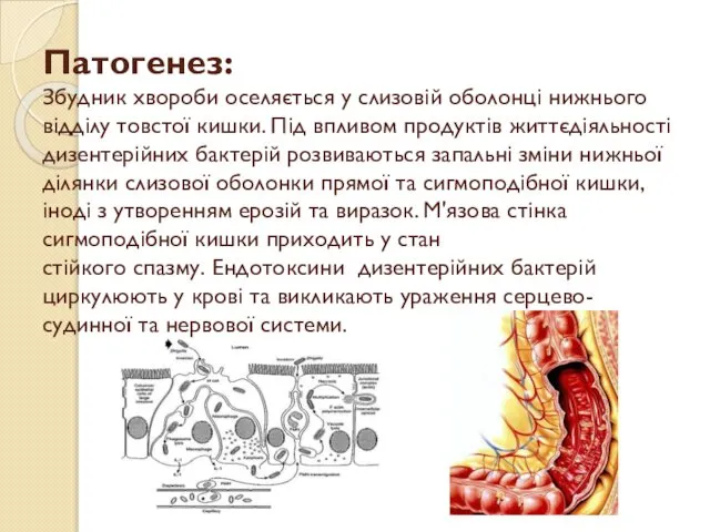 Патогенез: Збудник хвороби оселяється у слизовій оболонці нижнього відділу товстої кишки.