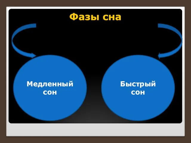 Фазы сна Медленный сон Быстрый сон