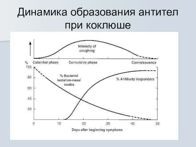 Динамика образования антител при коклюше