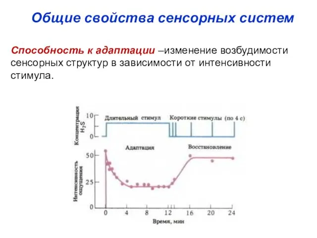 Способность к адаптации –изменение возбудимости сенсорных структур в зависимости от интенсивности стимула. Общие свойства сенсорных систем