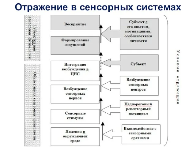 Отражение в сенсорных системах