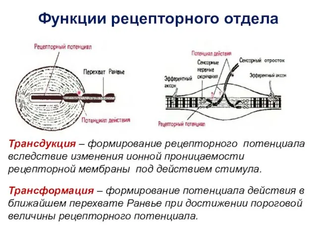 Функции рецепторного отдела Трансдукция – формирование рецепторного потенциала вследствие изменения ионной