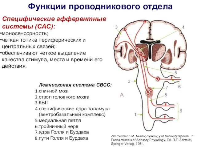 Функции проводникового отдела Специфические афферентные системы (САС): моносенсорность; четкая топика периферических