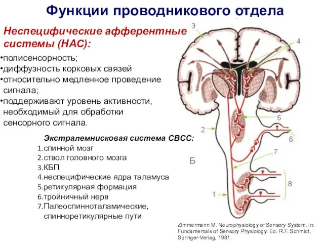 Функции проводникового отдела полисенсорность; диффузность корковых связей относительно медленное проведение сигнала;