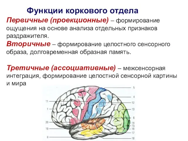 Функции коркового отдела Первичные (проекционные) – формирование ощущения на основе анализа