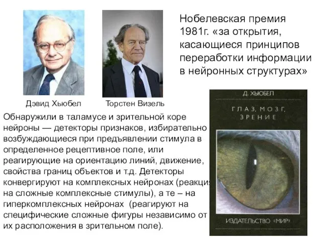 Торстен Визель Нобелевская премия 1981г. «за открытия, касающиеся принципов переработки информации