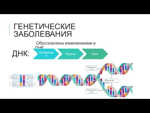 ГЕНЕТИЧЕСКИЕ ЗАБОЛЕВАНИЯ Обусловлены изменениями в ДНК ДНК: