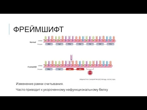 ФРЕЙМШИФТ Изменение рамки считывания. Часто приводит к укороченному нефункциональному белку