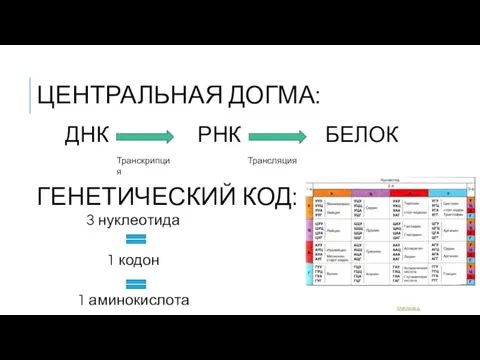 ГЕНЕТИЧЕСКИЙ КОД: ДНК РНК БЕЛОК Транскрипция Трансляция ЦЕНТРАЛЬНАЯ ДОГМА: 3 нуклеотида 1 кодон 1 аминокислота DNKWorld.ru