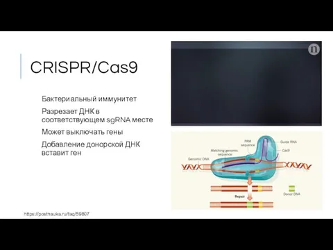 CRISPR/Cas9 Бактериальный иммунитет Разрезает ДНК в соответствующем sgRNA месте Может выключать