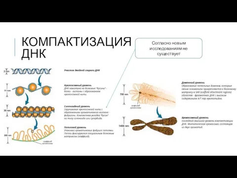 КОМПАКТИЗАЦИЯ ДНК Согласно новым исследованиям не существует