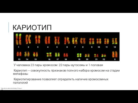 КАРИОТИП У человека 23 пары хромосом: 22 пары аутосомы и 1