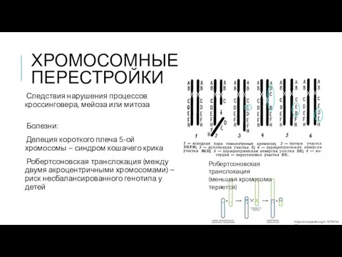 ХРОМОСОМНЫЕ ПЕРЕСТРОЙКИ Следствия нарушения процессов кроссинговера, мейоза или митоза Болезни: Делеция