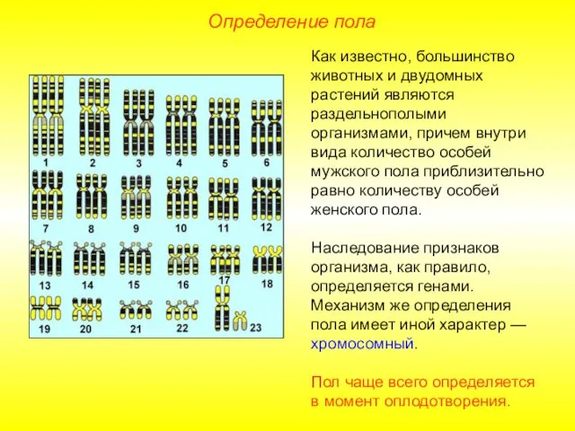 Определение пола Как известно, большинство животных и двудомных растений являются раздельнополыми