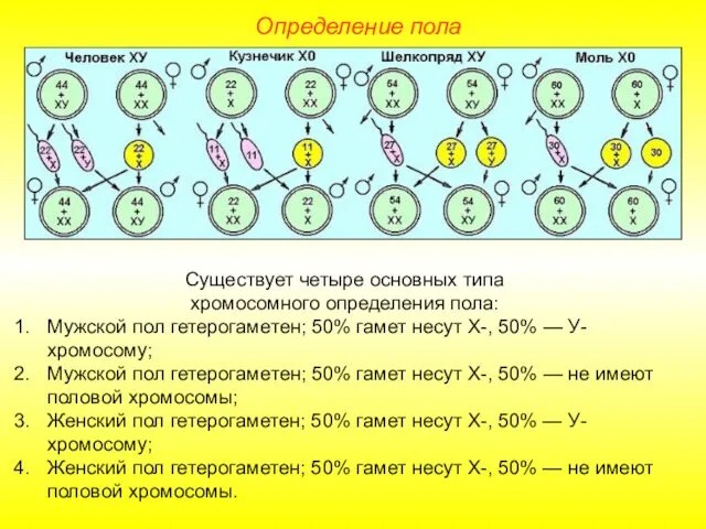 Определение пола Существует четыре основных типа хромосомного определения пола: Мужской пол