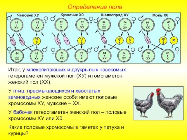 Определение пола Итак, у млекопитающих и двукрылых насекомых гетерогаметен мужской пол