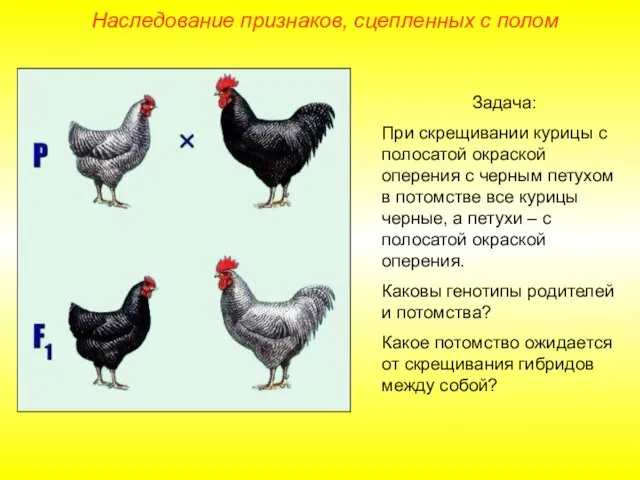 Наследование признаков, сцепленных с полом Задача: При скрещивании курицы с полосатой