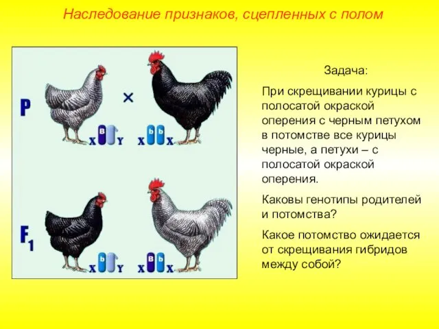 Наследование признаков, сцепленных с полом Задача: При скрещивании курицы с полосатой